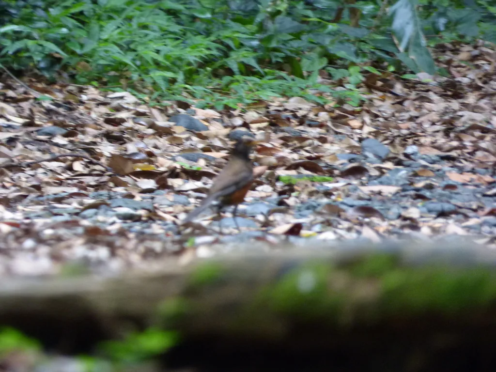 伊岛鸫(Turdus celaenops)