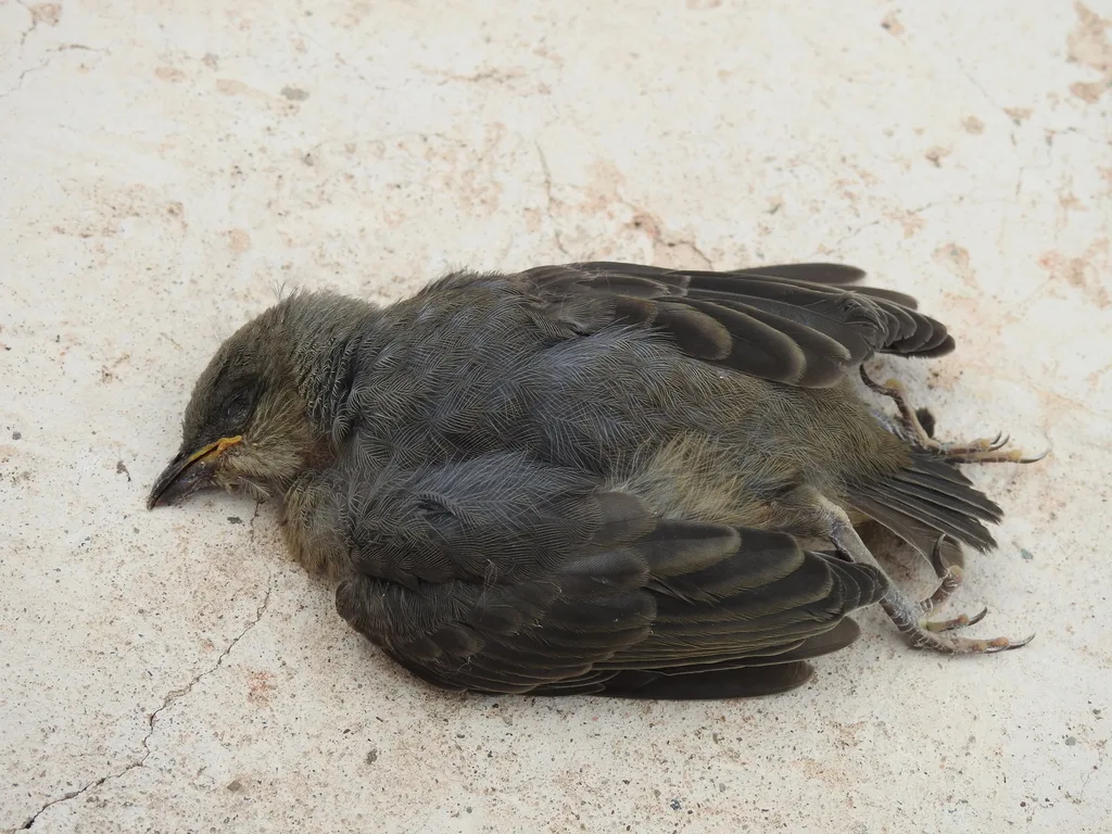 秘鲁鸫(Turdus chiguanco)