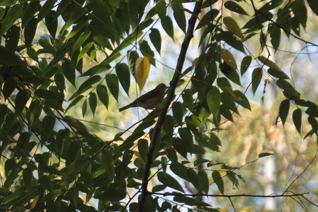 赤胸鸫(Turdus chrysolaus)