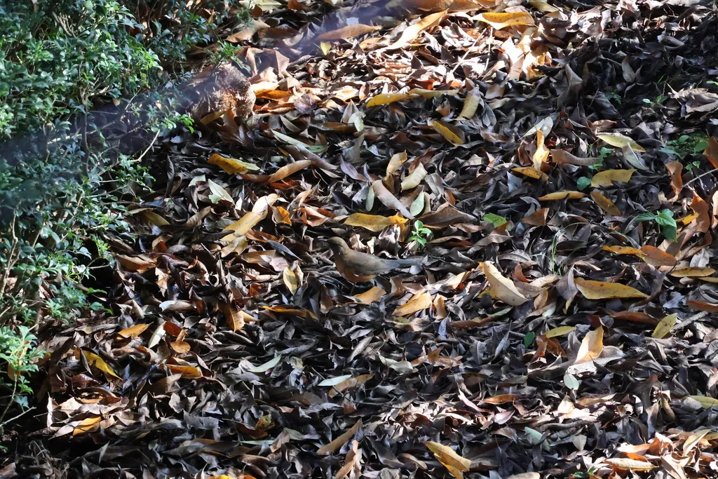 赤胸鸫(Turdus chrysolaus)