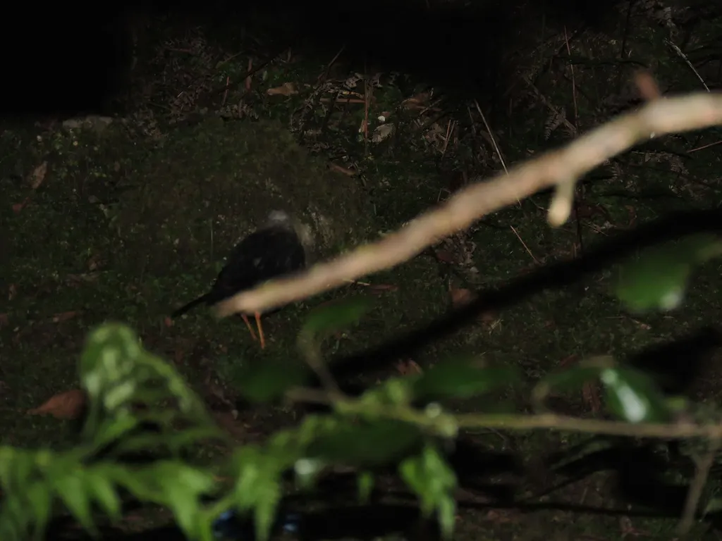 摩鹿加岛鸫(Turdus deningeri)