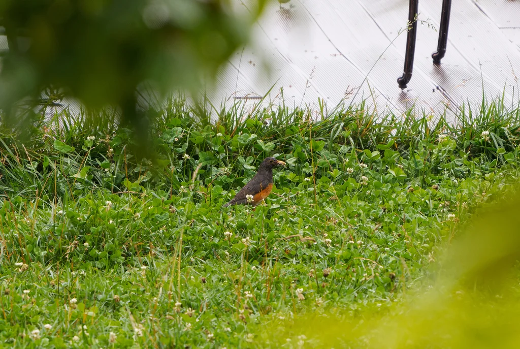 黑胸鸫(Turdus dissimilis)