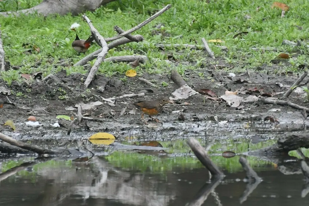 黑胸鸫(Turdus dissimilis)