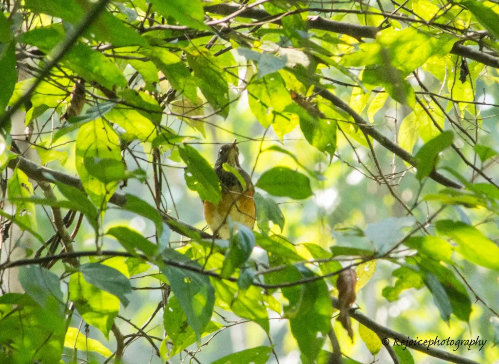 黑胸鸫(Turdus dissimilis)