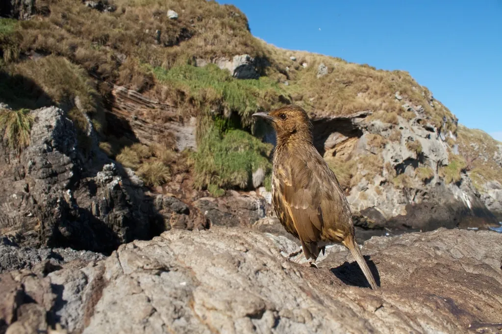 特里斯坦鸫(Turdus eremita)