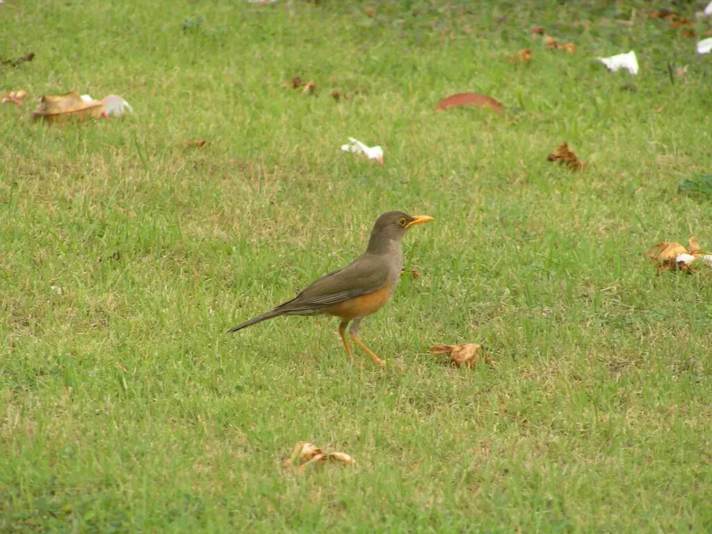 圣诞岛鸫(Turdus erythropleurus)