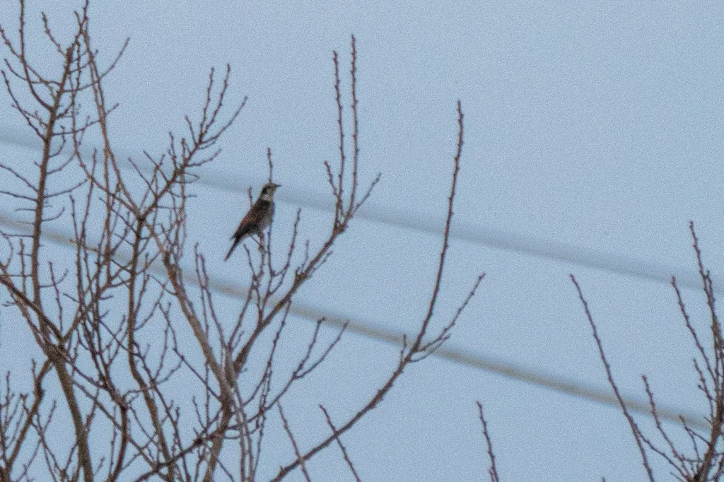 斑鸫(Turdus eunomus)