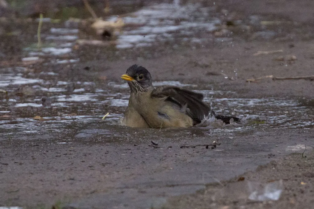 南美鸫(Turdus falcklandii)