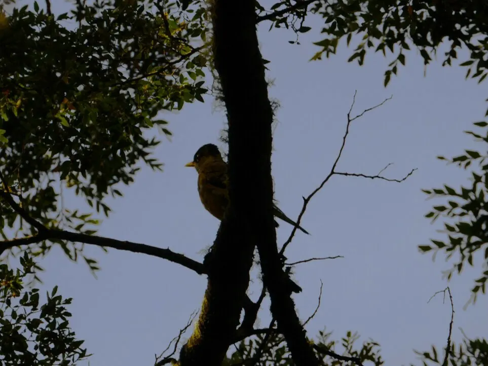 南美鸫(Turdus falcklandii)