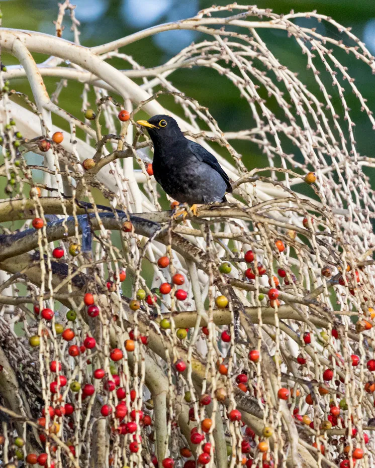黄腿鸫(Turdus flavipes)