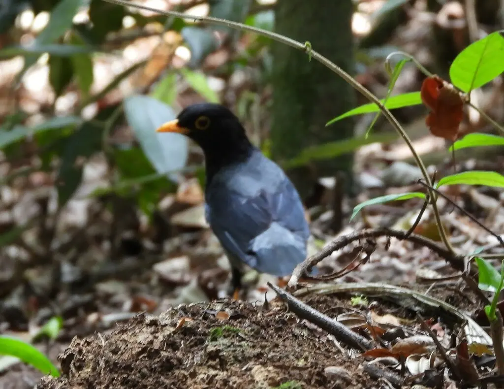 黄腿鸫(Turdus flavipes)