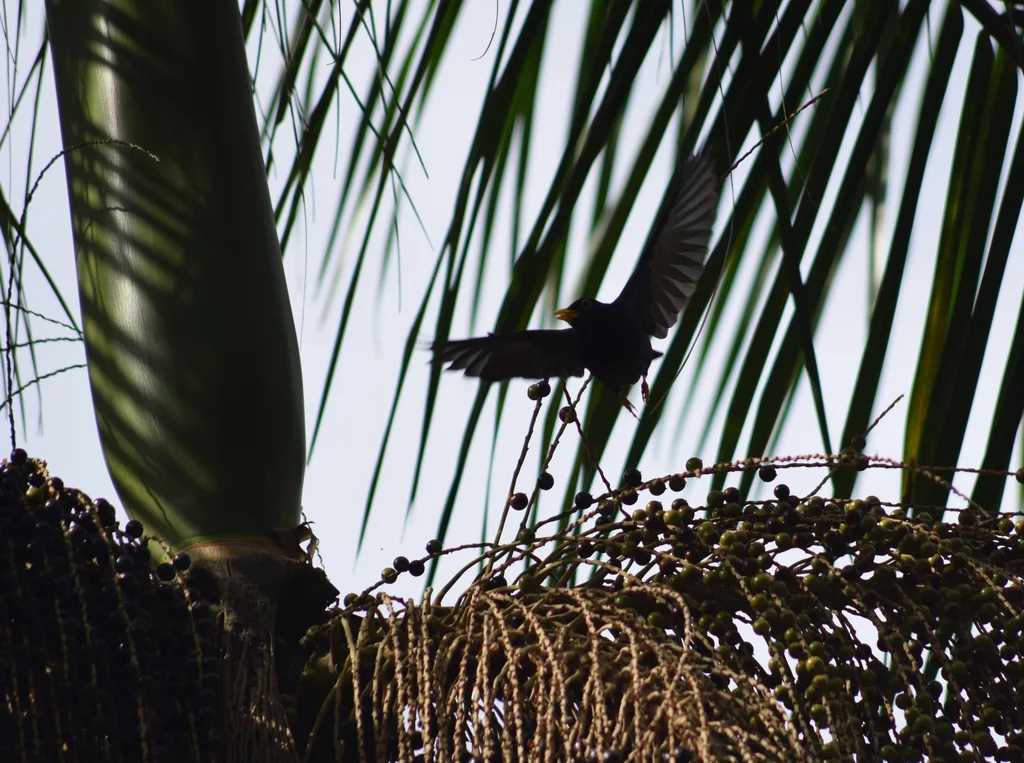 黄腿鸫(Turdus flavipes)