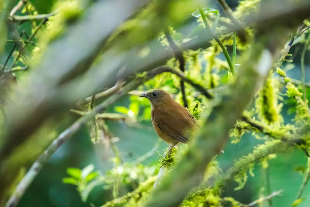 淡臀鸫(Turdus fumigatus)