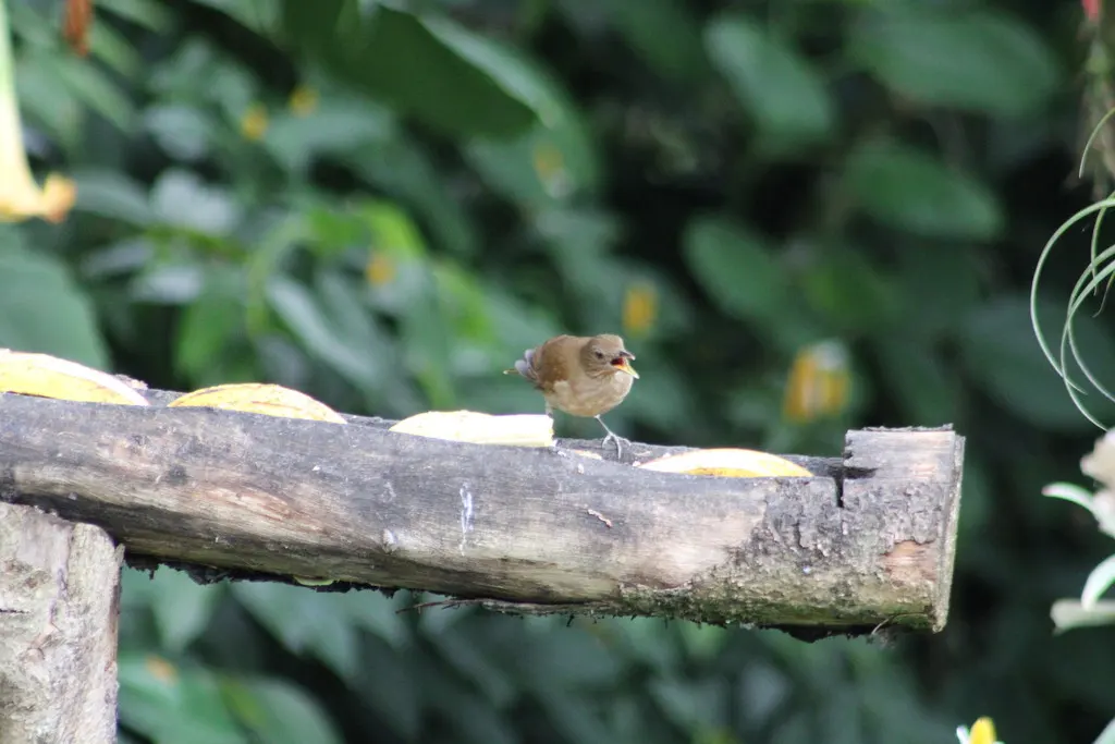 淡臀鸫(Turdus fumigatus)