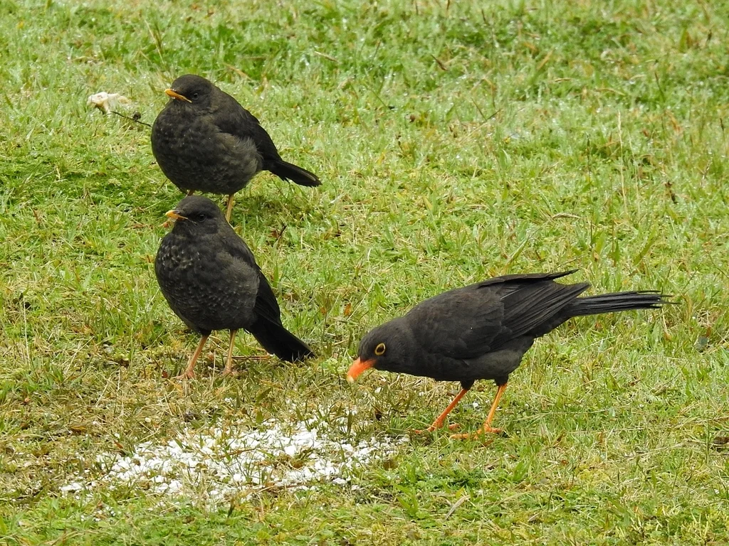 大棕鸫(Turdus fuscater)