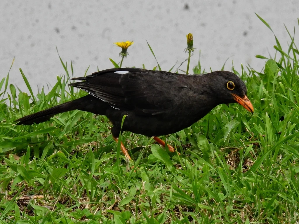 大棕鸫(Turdus fuscater)