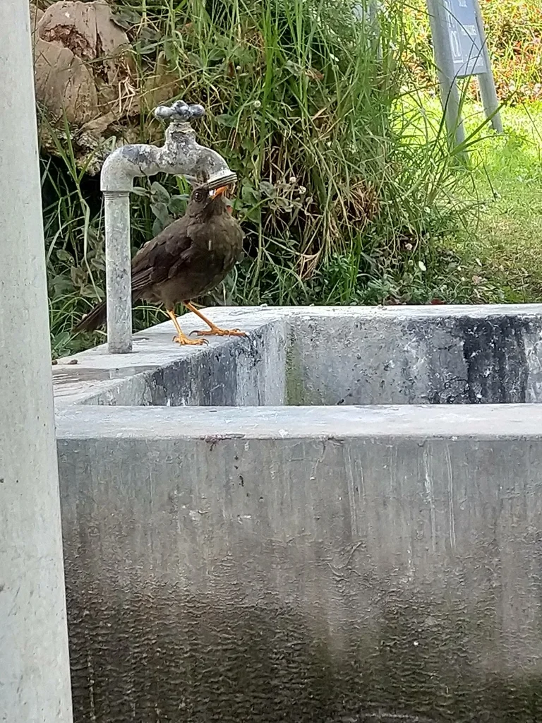 大棕鸫(Turdus fuscater)