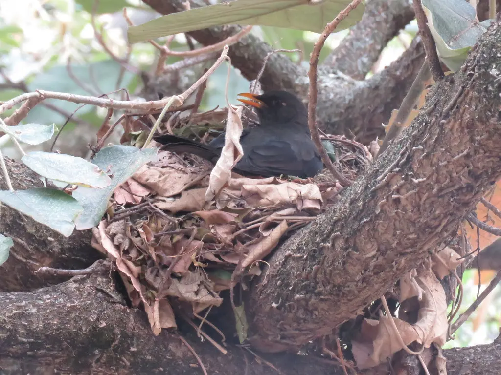 大棕鸫(Turdus fuscater)