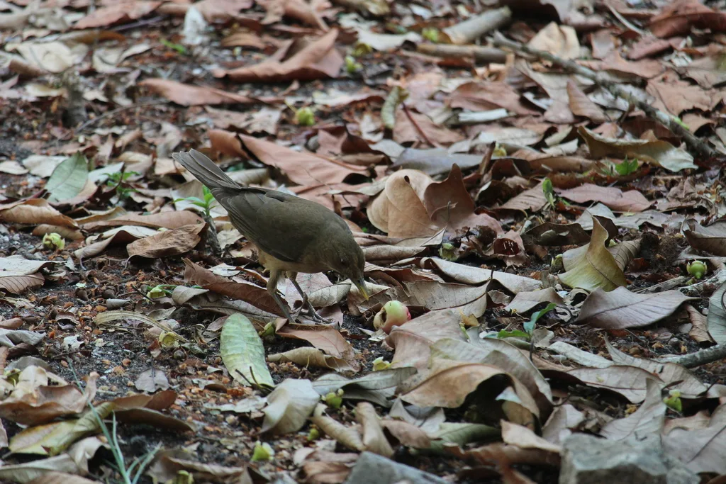 褐背鸫(Turdus grayi)