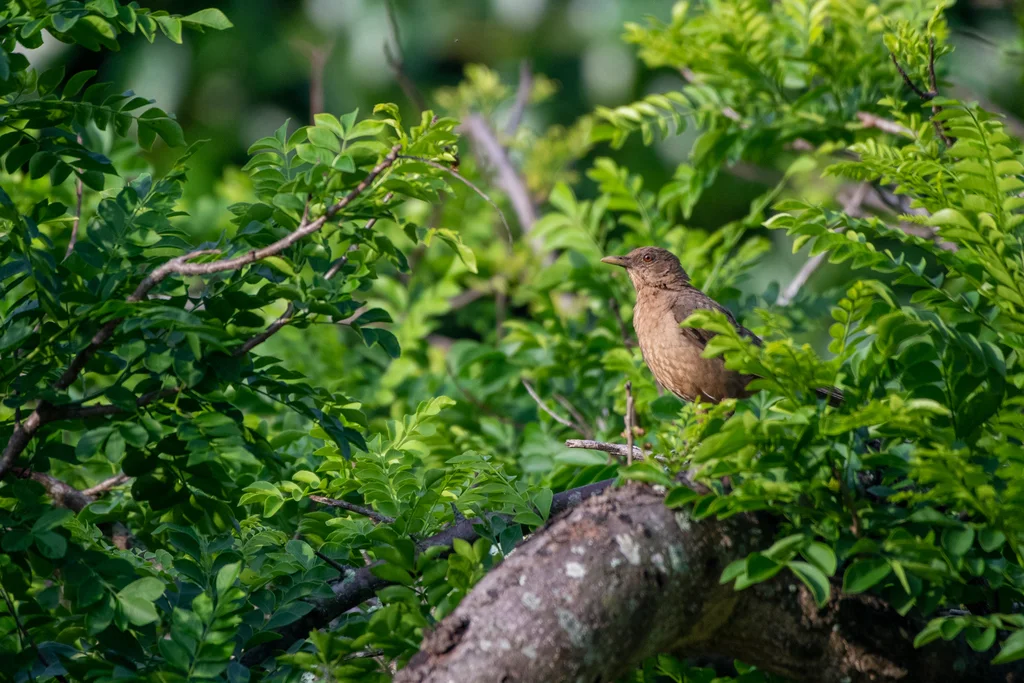 褐背鸫(Turdus grayi)