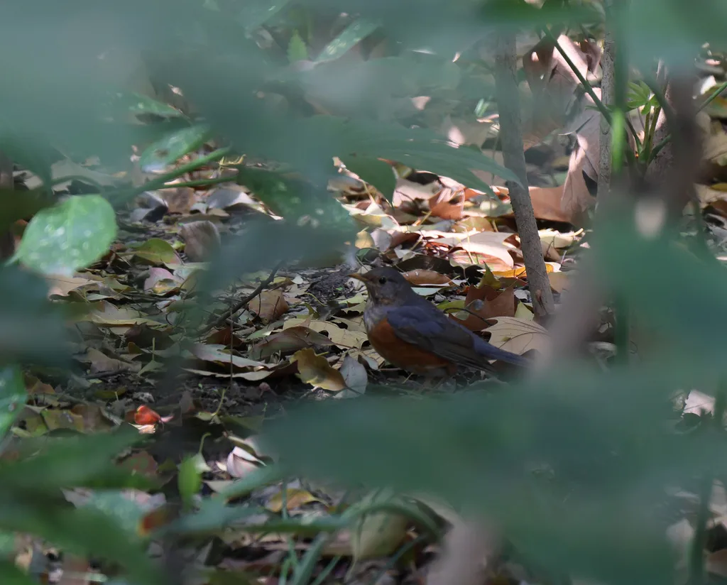 灰背鸫(Turdus hortulorum)