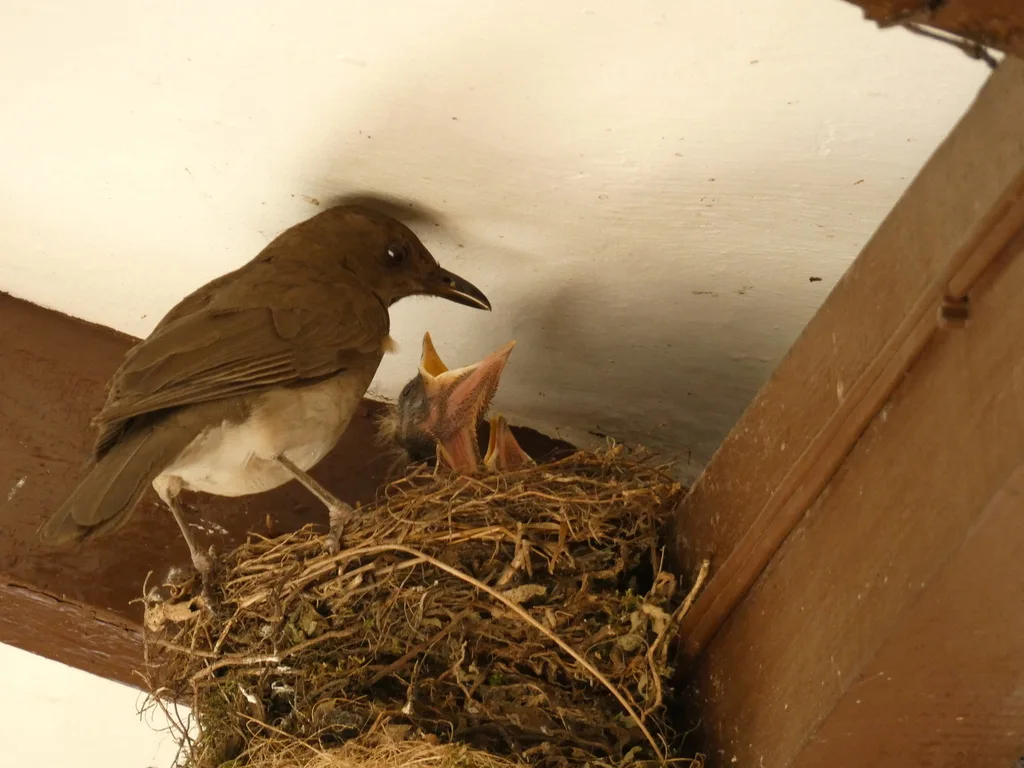 黑嘴鸫(Turdus ignobilis)