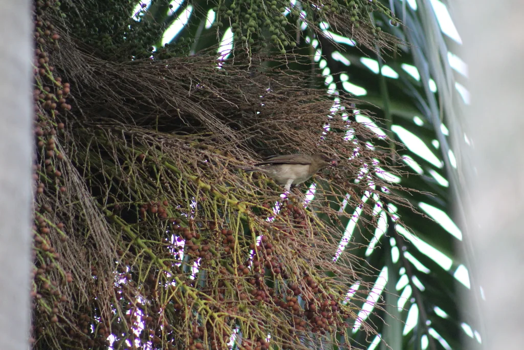 黑嘴鸫(Turdus ignobilis)