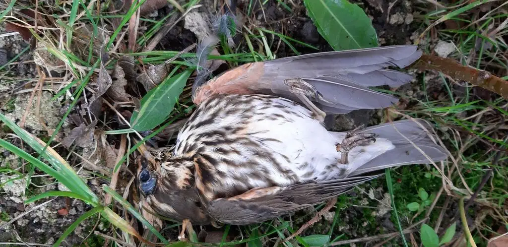 白眉歌鸫(Turdus iliacus)