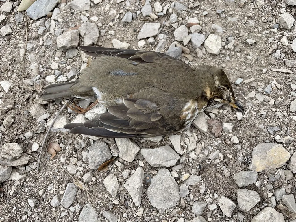 白眉歌鸫(Turdus iliacus)