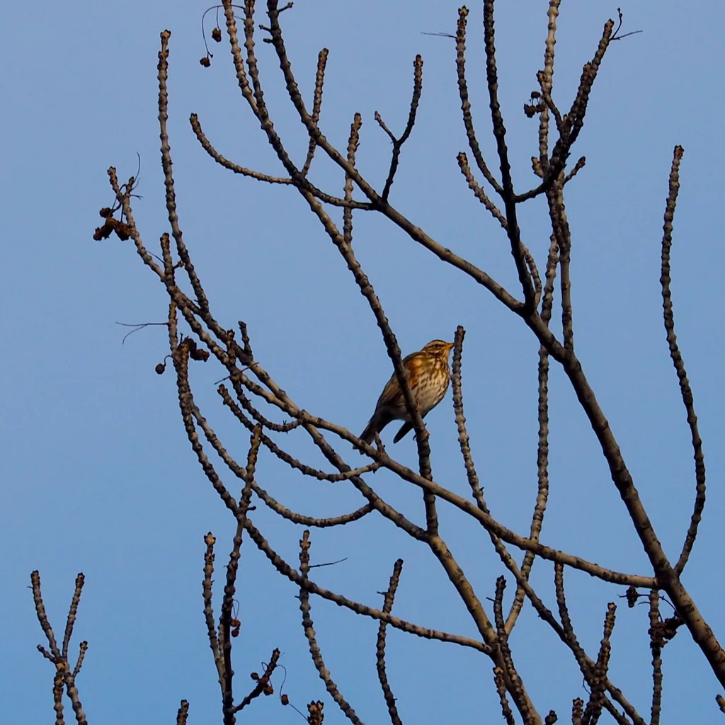 白眉歌鸫(Turdus iliacus)