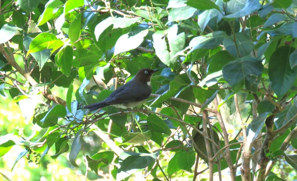 白眼鸫（Turdus jamaicensis）