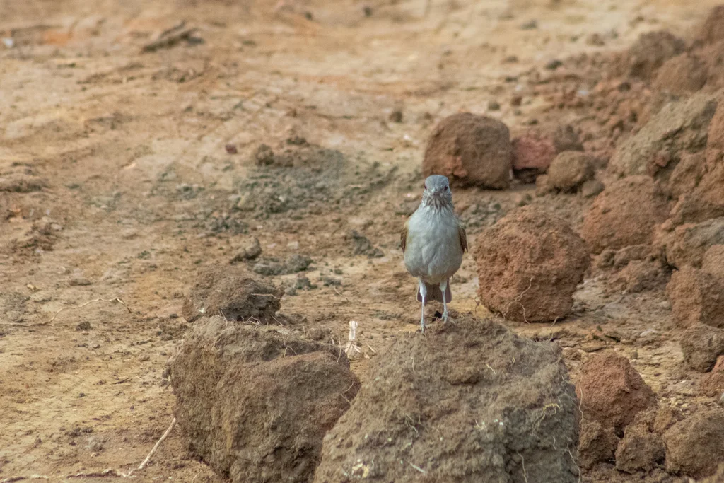淡胸鸫(Turdus leucomelas)
