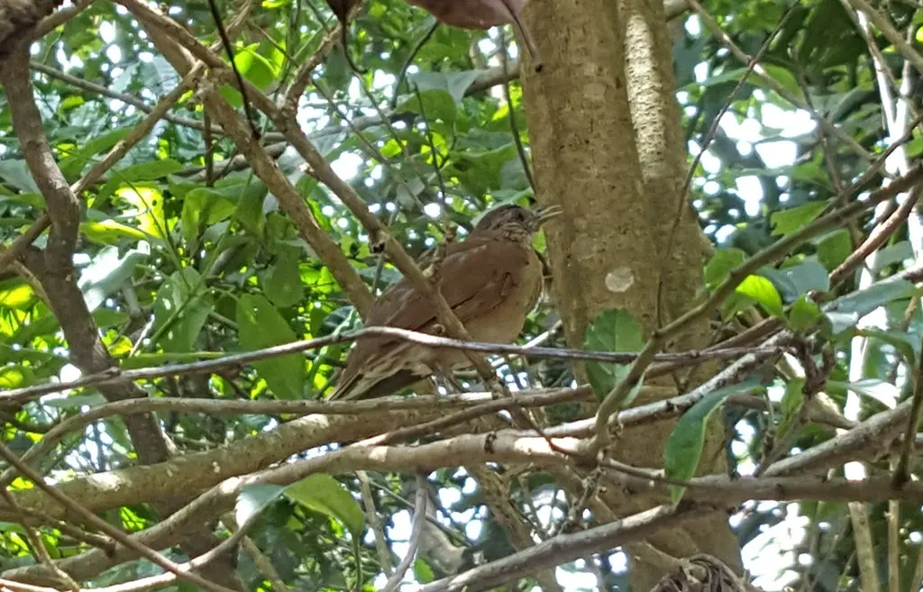淡胸鸫(Turdus leucomelas)