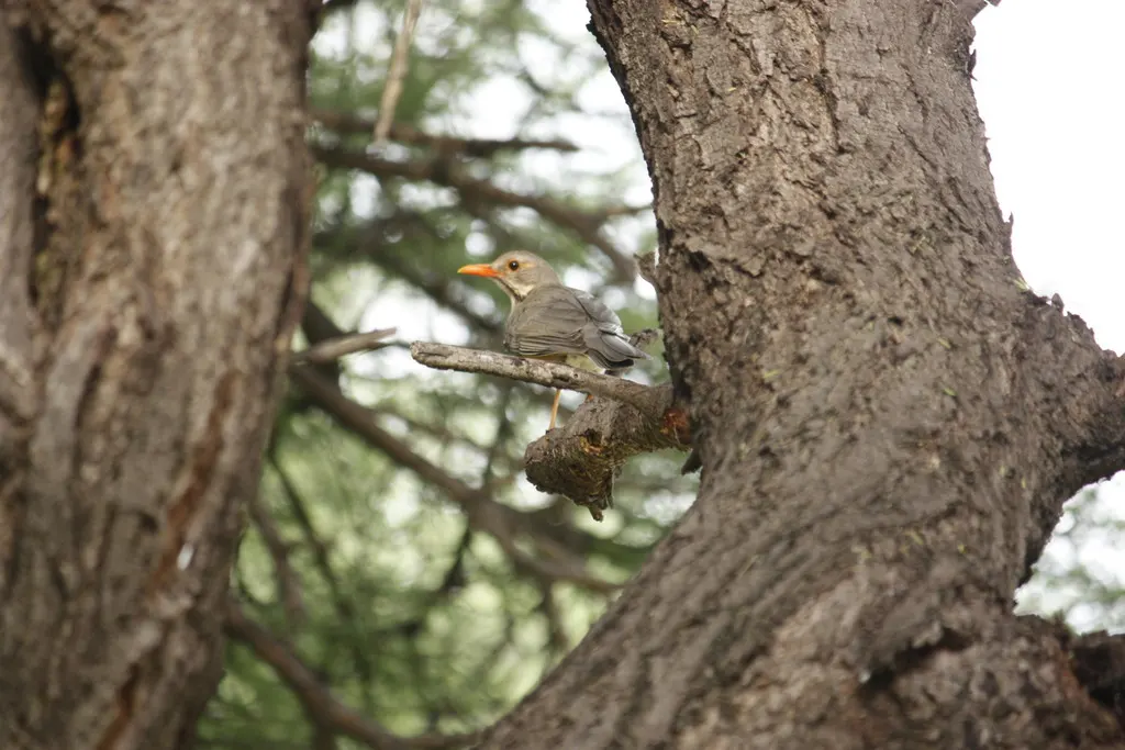 橙腹鸫(Turdus libonyana)