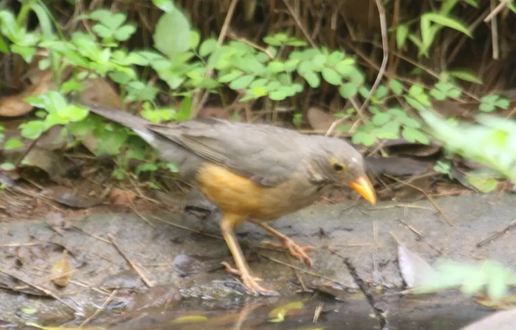 橙腹鸫(Turdus libonyana)