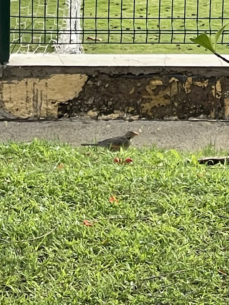 橙腹鸫(Turdus libonyana)