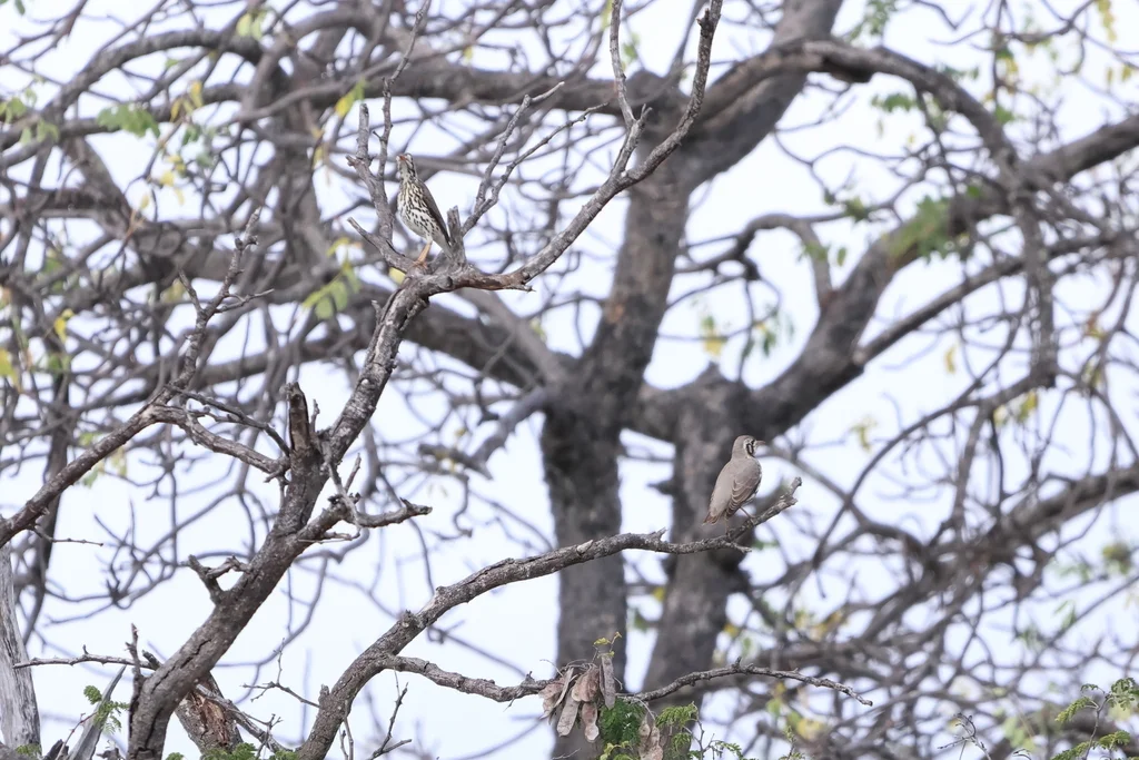 非洲地鸫(Turdus litsitsirupa)