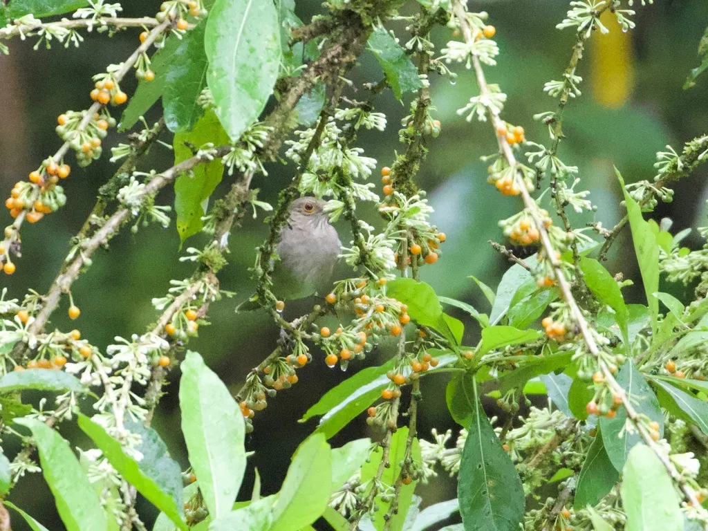厄瓜多尔鸫(Turdus maculirostris)