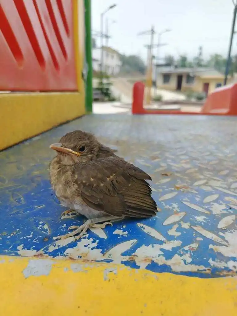 厄瓜多尔鸫(Turdus maculirostris)