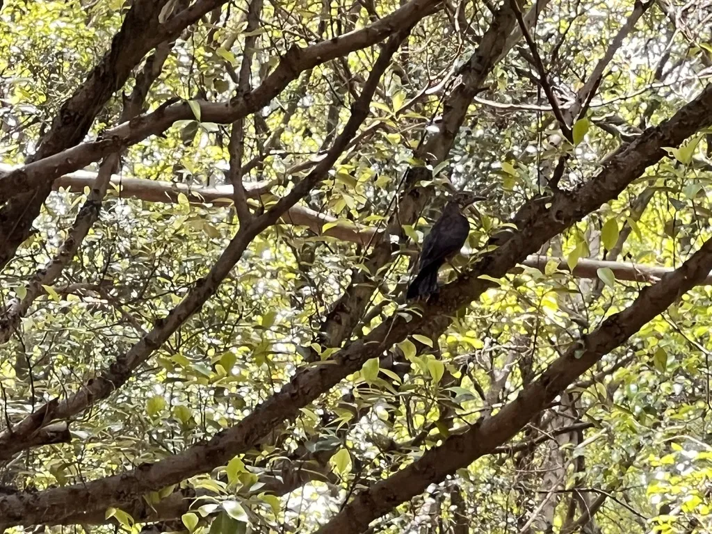 乌鸫(Turdus mandarinus)