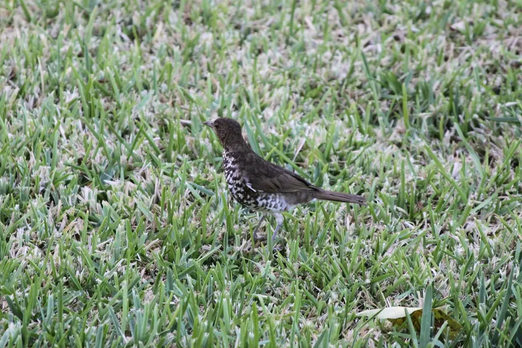 马谷鸫(Turdus maranonicus)