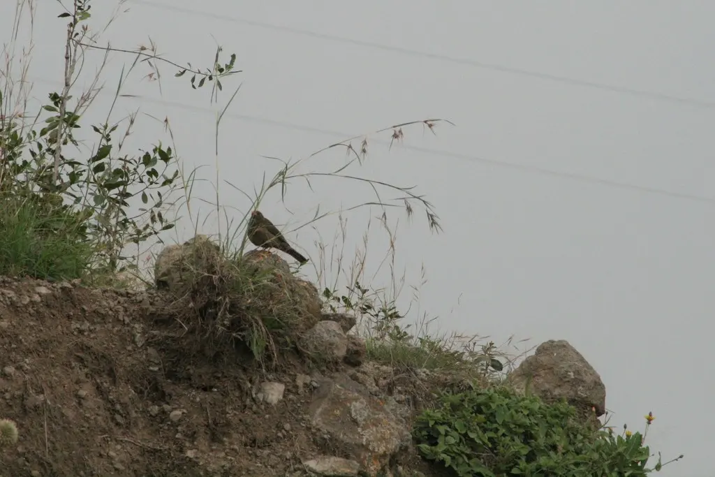 也门鸫(Turdus menachensis)