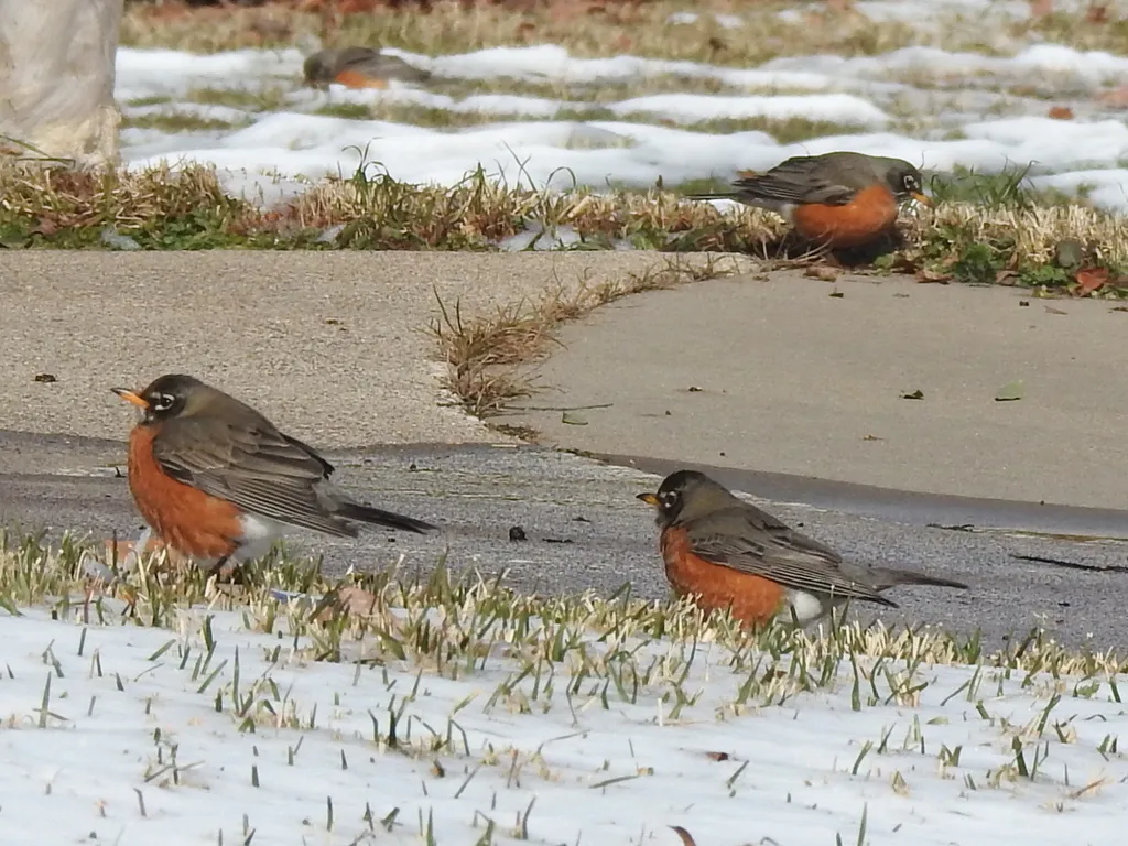 旅鸫(Turdus migratorius)