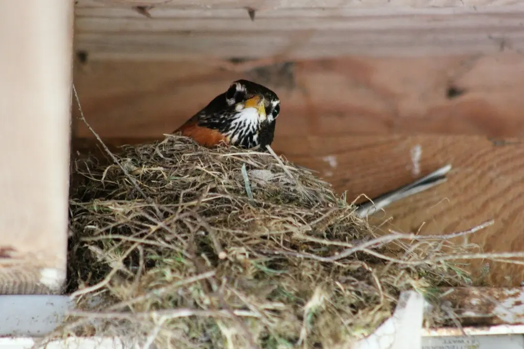 旅鸫(Turdus migratorius)