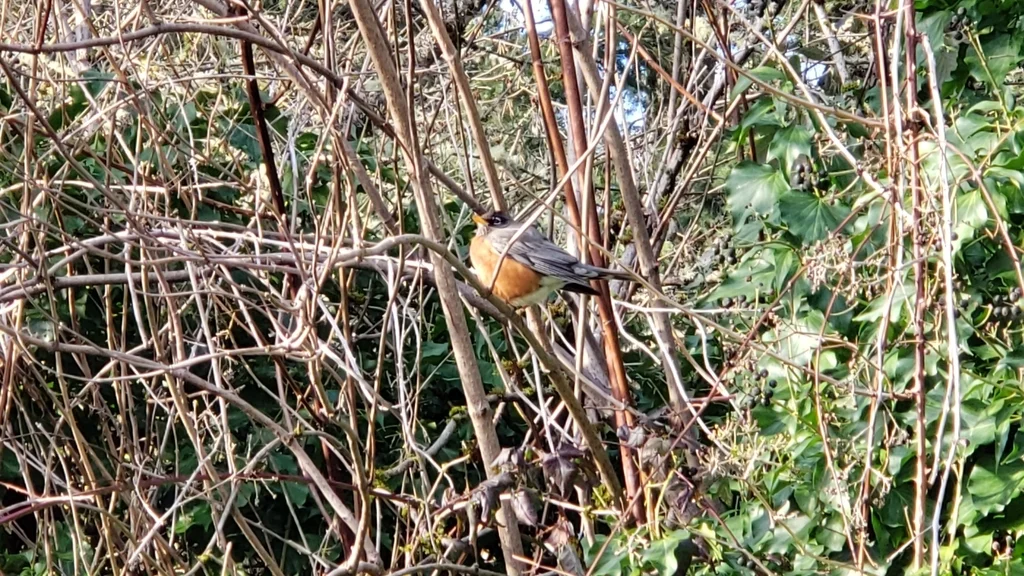 旅鸫(Turdus migratorius)