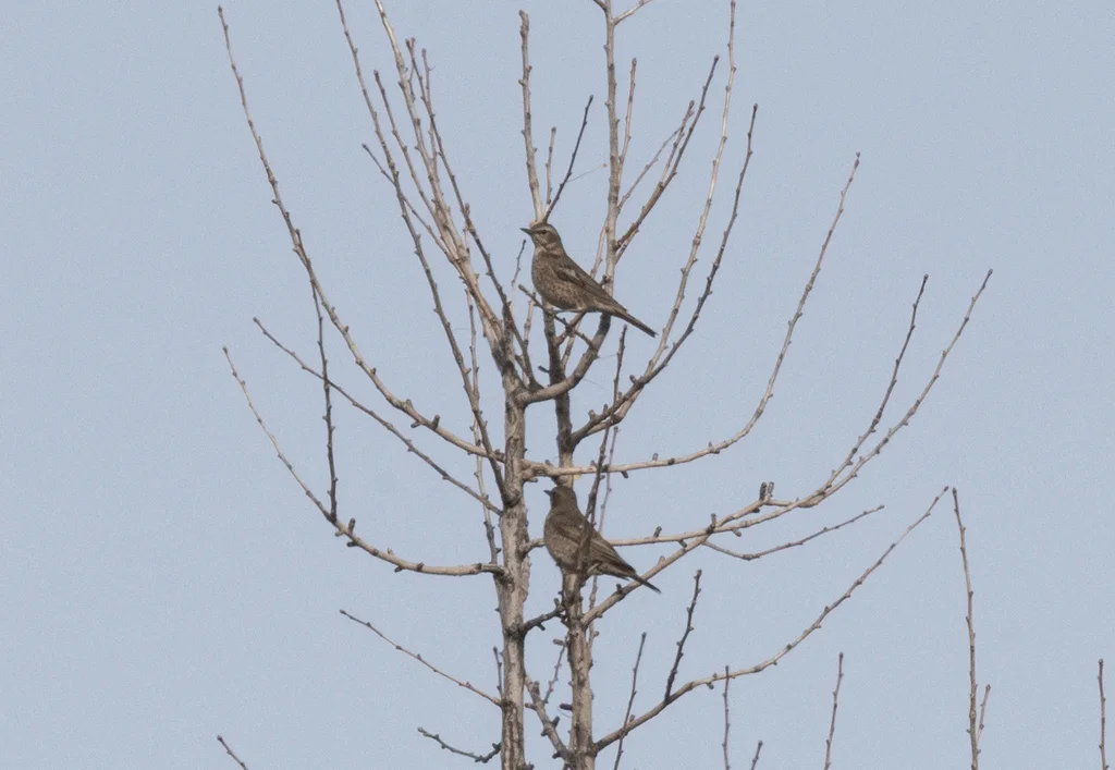红尾斑鸫(Turdus naumanni)