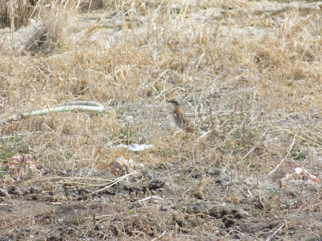 红尾斑鸫(Turdus naumanni)