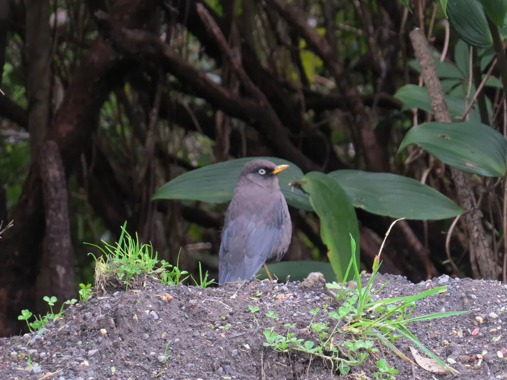 乌鸲鸫(Turdus nigrescens)