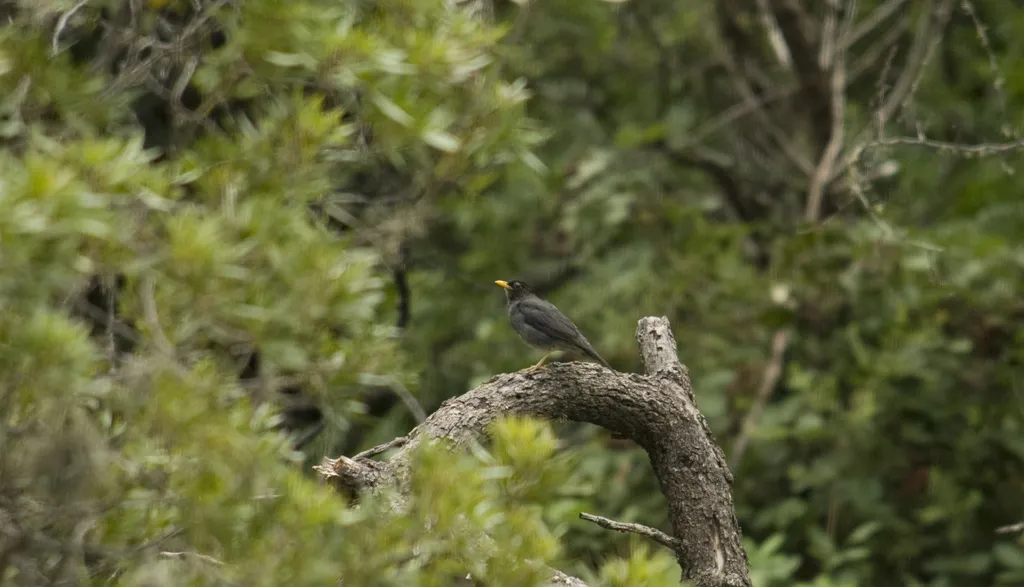 安第斯灰鸫(Turdus nigriceps)