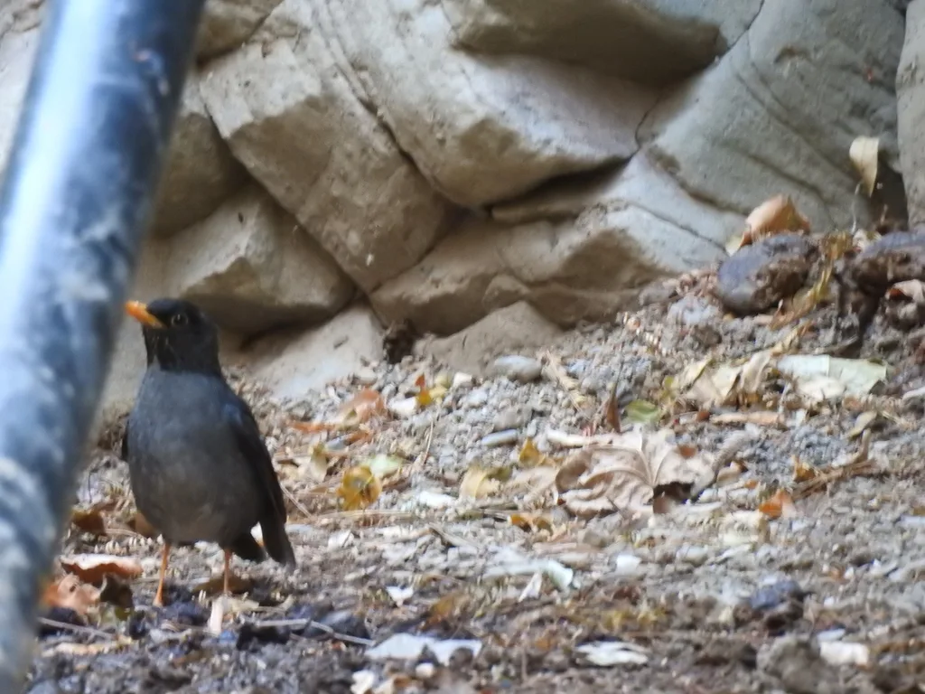 安第斯灰鸫(Turdus nigriceps)